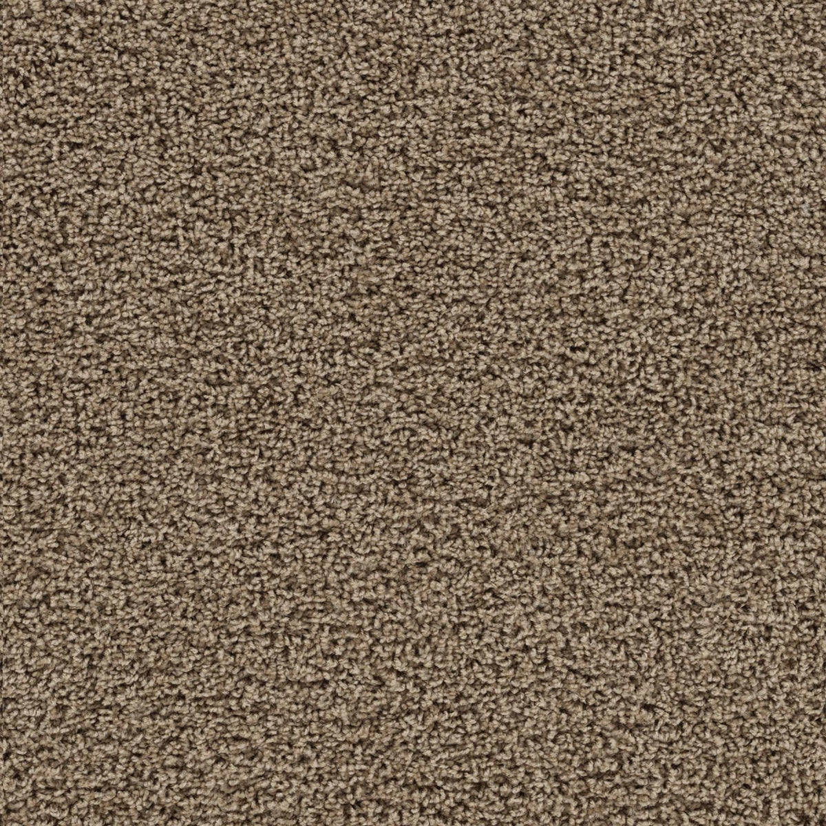 Tracker Carpet - Honey Beige