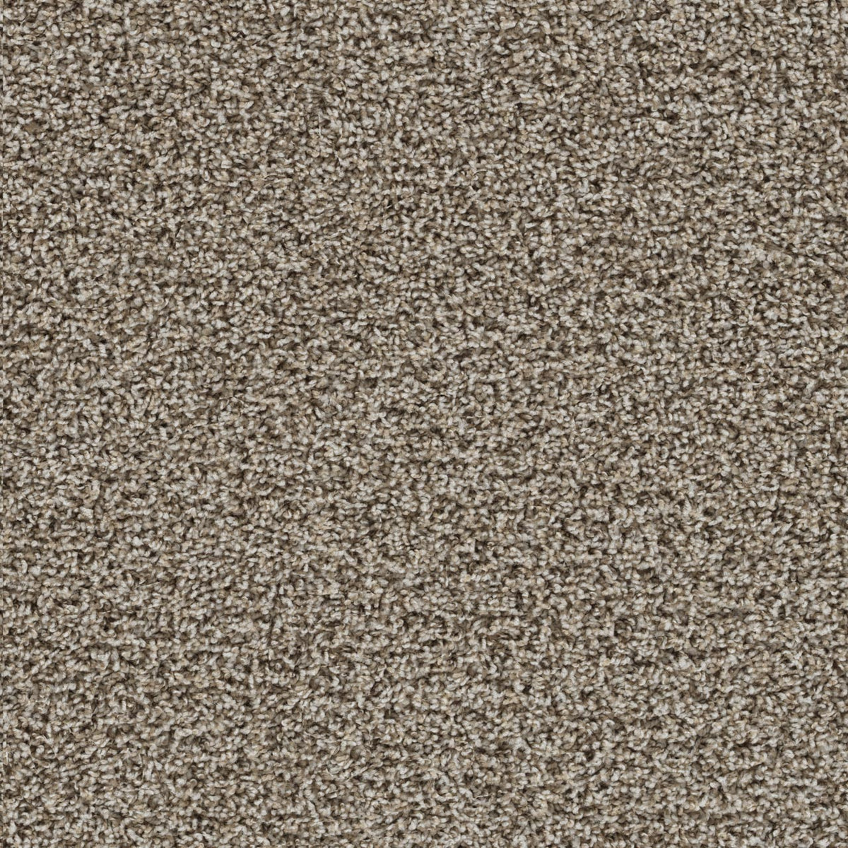 Tracker Carpet - Almond