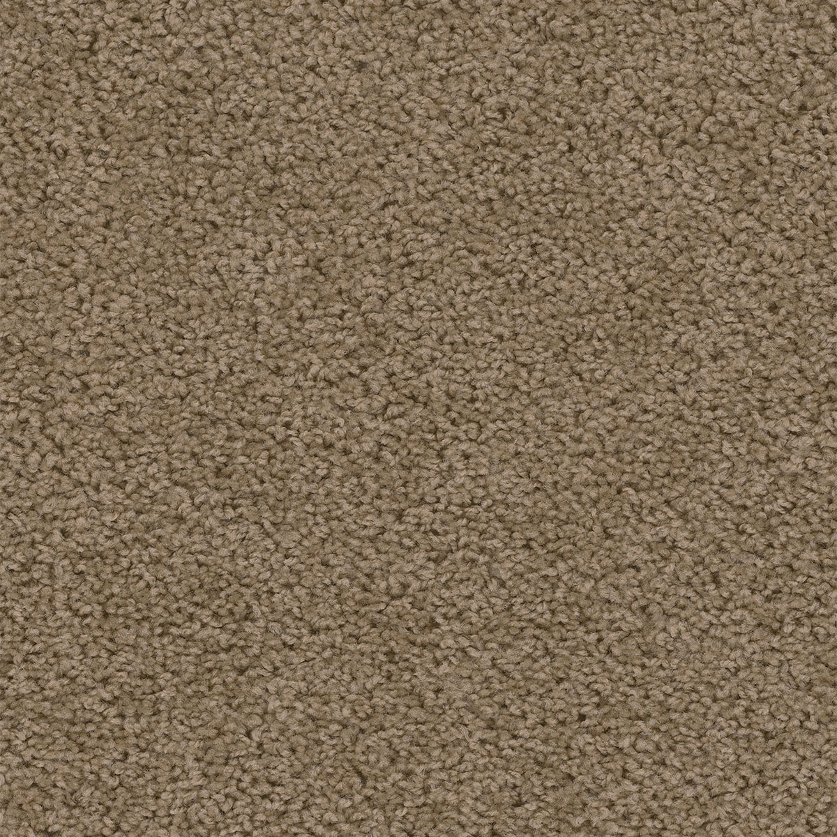 SWEEPSTAKES - Honey Beige