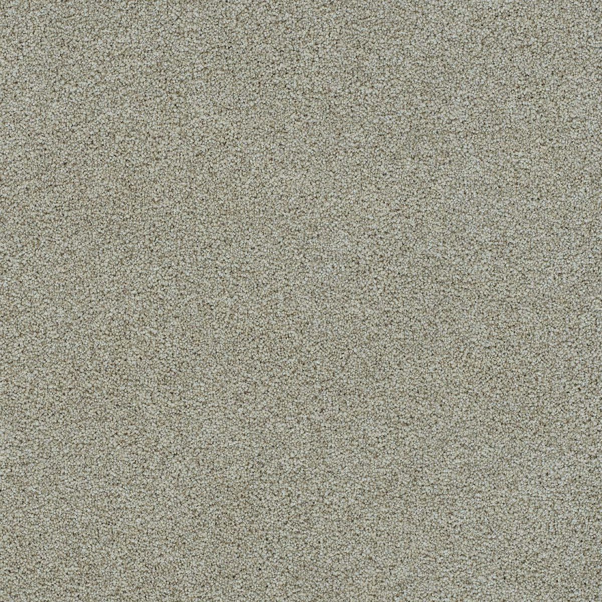 Morning Glory III - French Silk