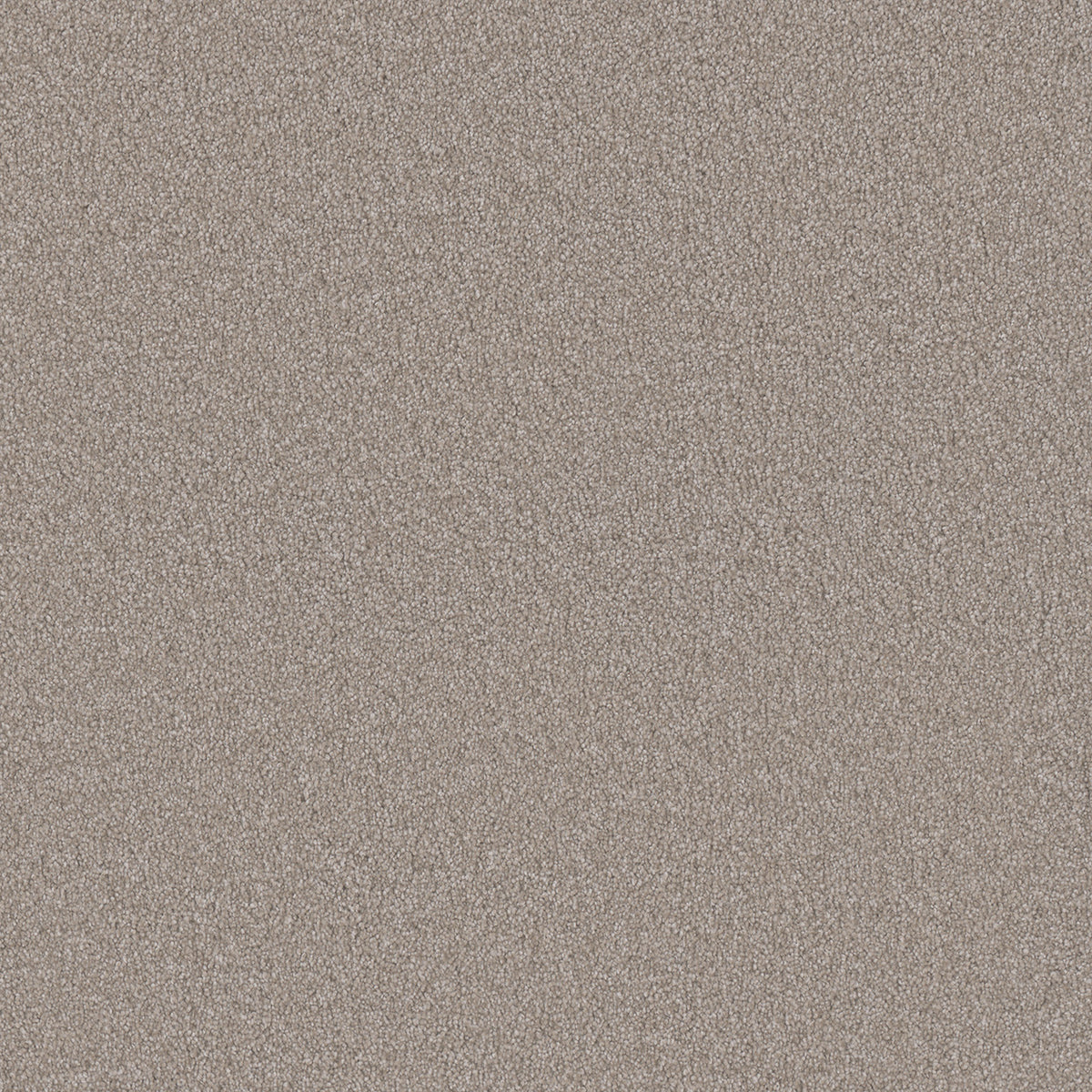 Royale I - Parchment