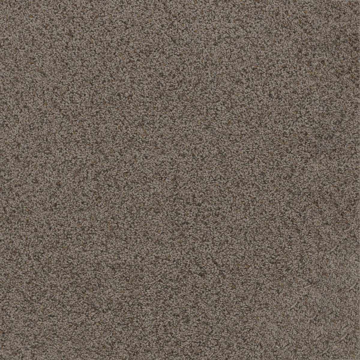 TOAST OF THE TOWN - Rugged Suede