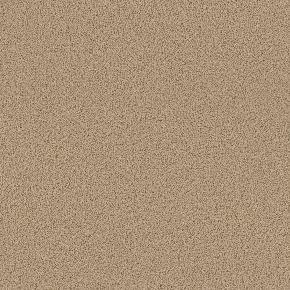 SP250 - Cookie Dough