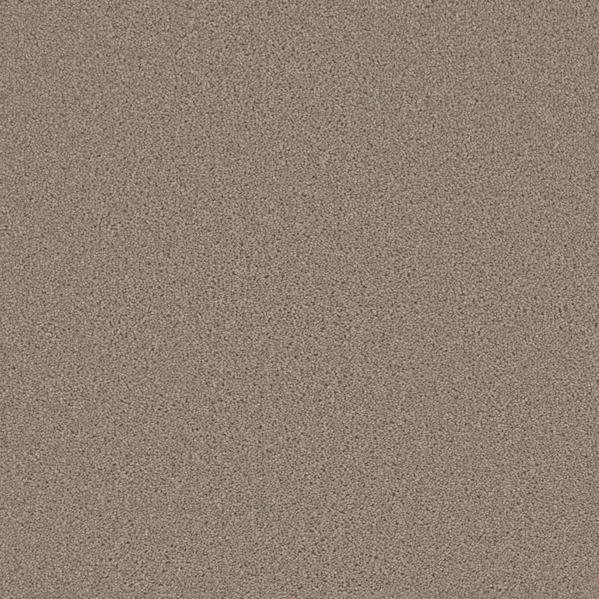 SP251 - Flax Beige