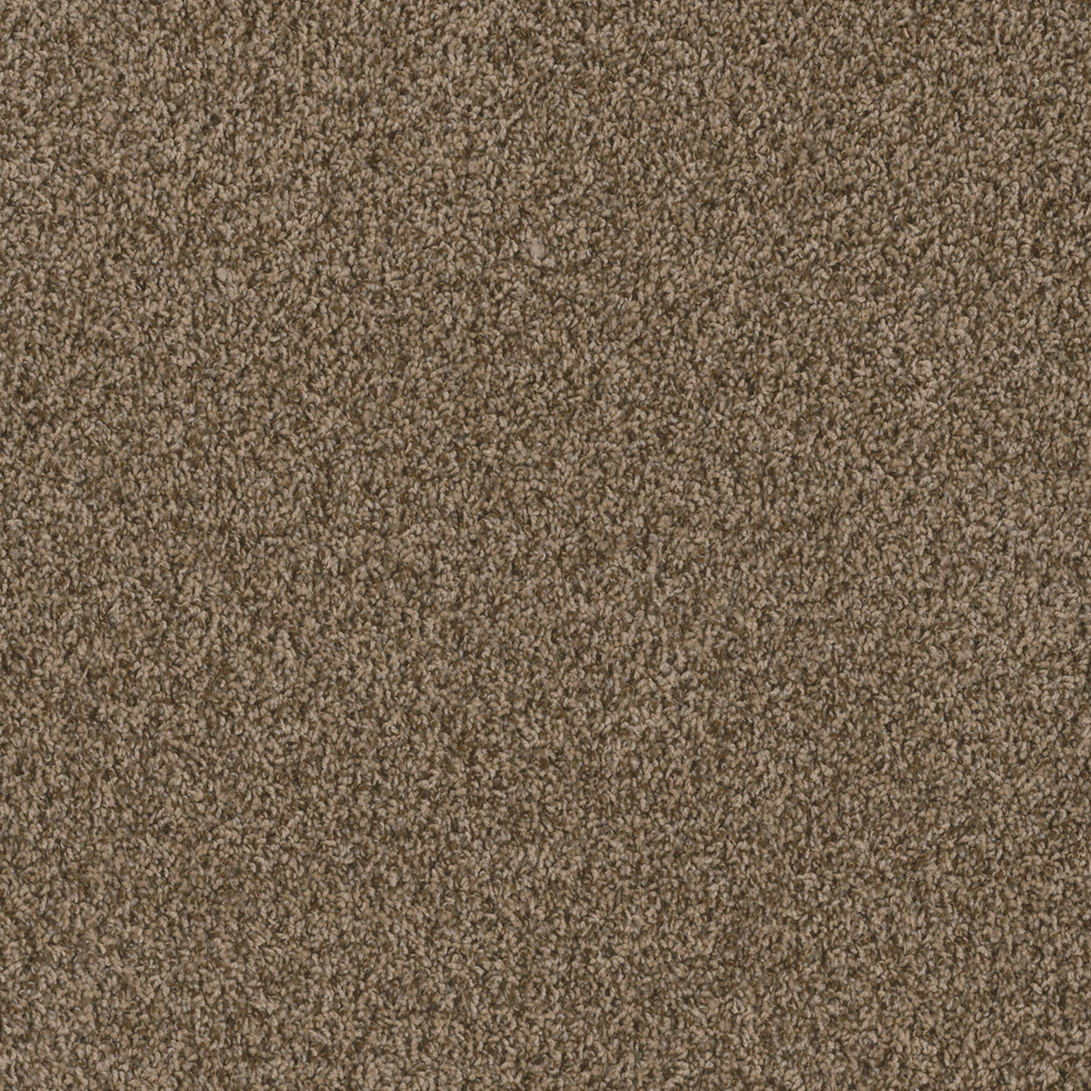 SP251 - Shimmer