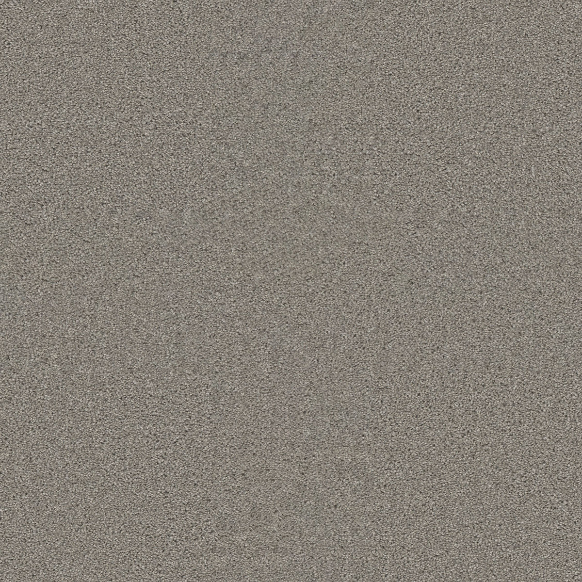 SP251 - Silver Birch